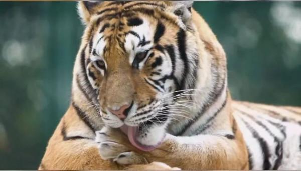 腦斧們的另一面，吃手貼貼求抱抱