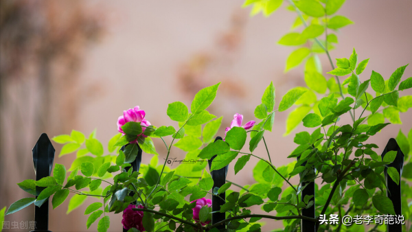 玉帝的真實來歷超乎想象，渡劫1750次，他都經歷了什麼