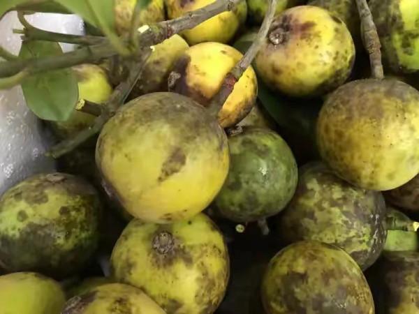 40種野果,滿滿都是兒時的味道 40種野果,滿滿都是兒時的味道