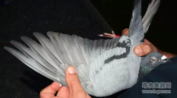 20張冠軍鴿翅膀欣賞，高質量賽鴿翅膀都有哪些特徵？