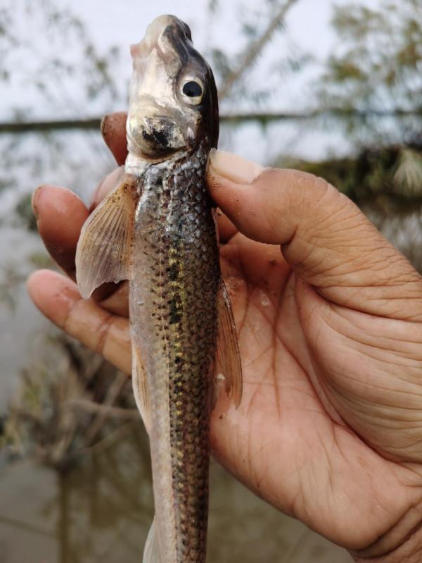 我本來想著搶在洪峰前釣釣魚，沒成想差點沒走出來……
