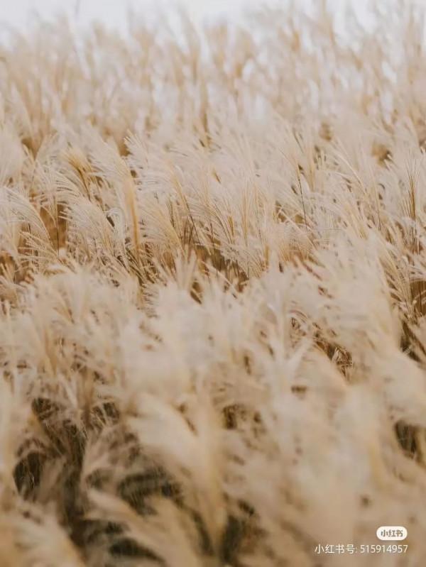 蘆葦搖，花絮飄！快來拍美美的冬季浪漫大片吧！