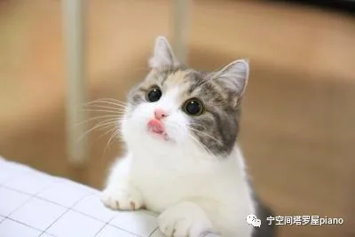 寧空間塔羅屋 一週星程 11月28日-12月4日 火星在天秤座順行