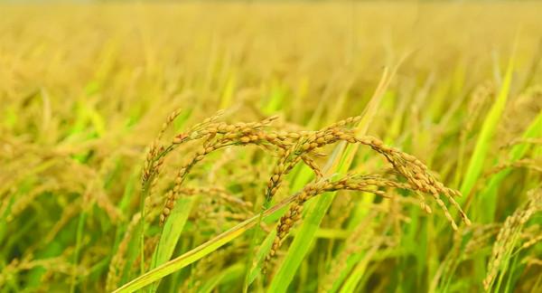 地裡糧食都不敢收了!緬甸這些地方的人太苦了 地裡糧食都不敢收了!緬甸這些地方的人太苦了