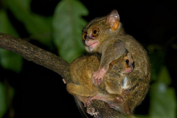 傳說中的“小鬼”，最小靈長類可以180度扭頭，卻被人類當零食