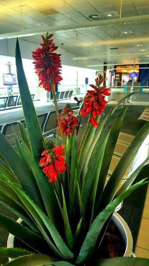 室內想養&OpenCurlyDoubleQuote;大盆&rdquo;鎮宅花，建議從這10種裡面選，聽名字就很霸氣