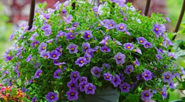 哪幾樣“草花”適合在家養？選這4款，開花勤，打理簡單