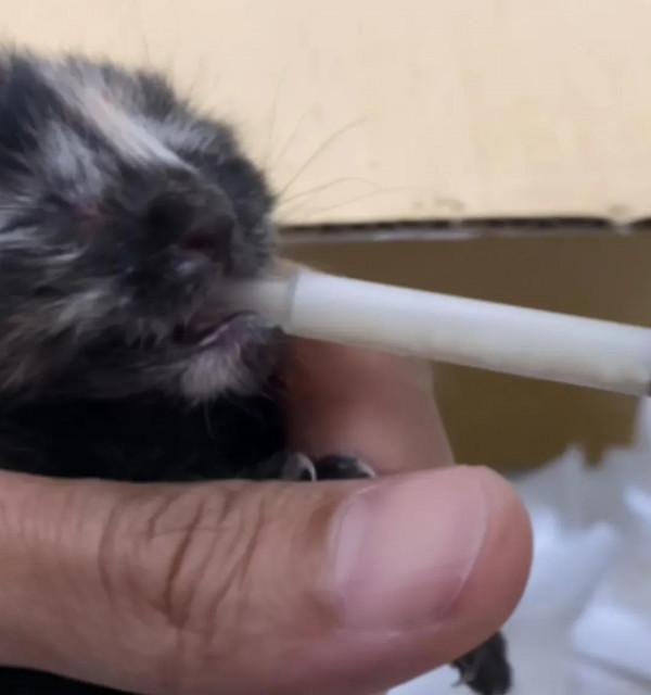 對流浪貓視而不見,但香爐裡發現幼貓,眾人卻搶著養,這是為何 對流浪貓視而不見,但香爐裡發現幼貓,眾人卻搶著養,這是為何