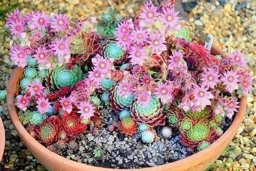 50種多肉開花欣賞，你養的開花了嗎？快來曬曬