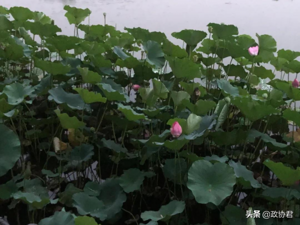 竹對芙蕖兩相幽——唐建荷花寫生 竹對芙蕖兩相幽——唐建荷花寫生