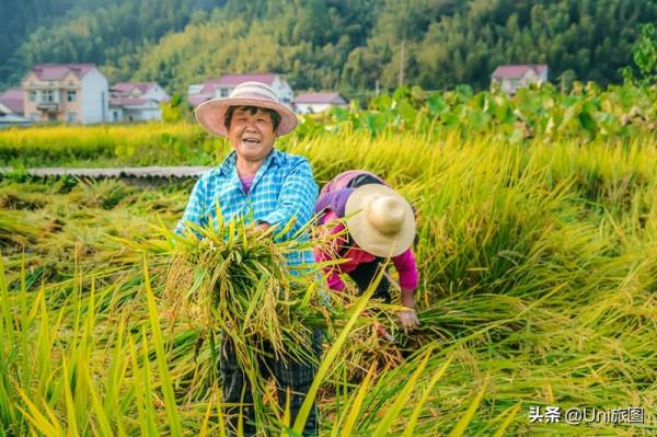 今日秋分 | 豐收的季節來了，金色田野惹人醉
