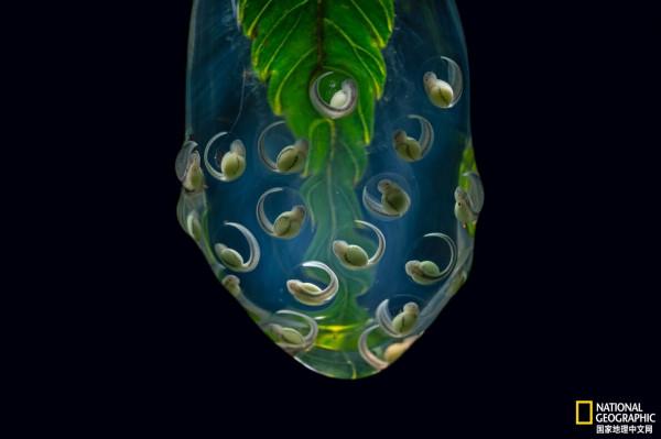 盤點2021年最佳動物照片 盤點2021年最佳動物照片