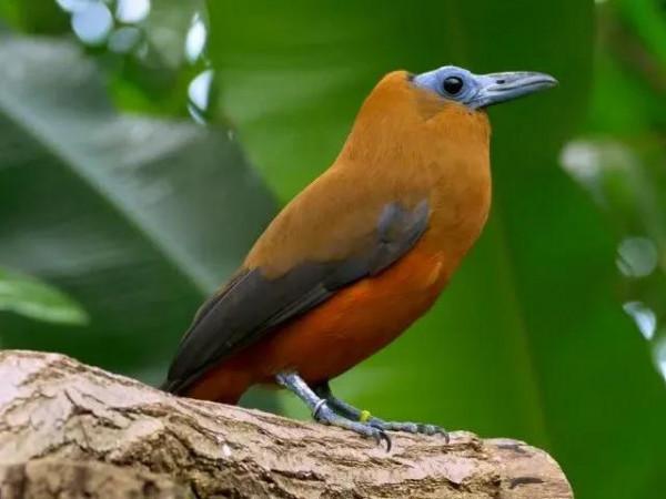 大家好，我是來自亞馬遜的小禿禿