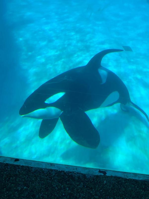 因疫情滯留美國已兩年 因疫情滯留美國已兩年