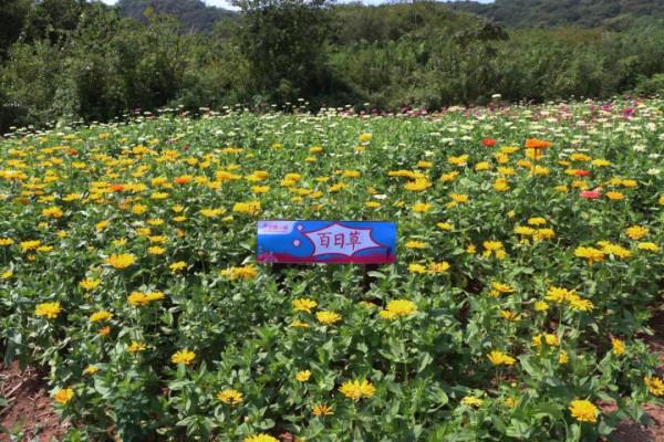 中秋去哪兒:粉黛染山頭,如煙似霞浪漫朦朧 中秋去哪兒:粉黛染山頭,如煙似霞浪漫朦朧