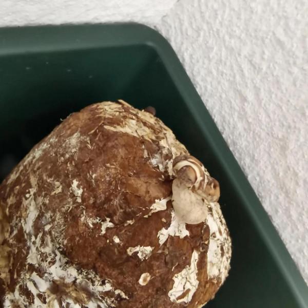 陽臺植物生長日記_第6天