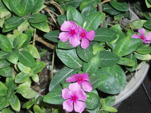 葡萄酒瓶為什麼要用軟木塞?| 趣問萬物 葡萄酒瓶為什麼要用軟木塞?| 趣問萬物