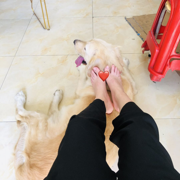 當一隻金毛闖進我的生活 當一隻金毛闖進我的生活