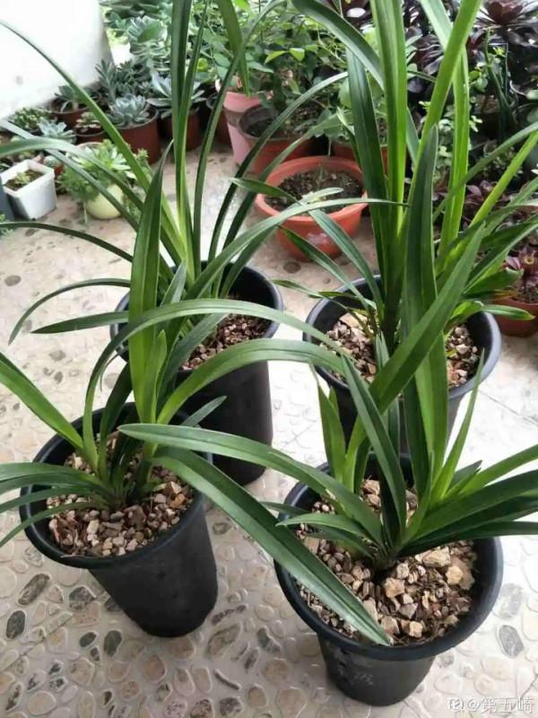 養花大棚倒閉,“貴貨花”路邊扔了一地,後悔沒帶個大麻袋 養花大棚倒閉,“貴貨花”路邊扔了一地,後悔沒帶個大麻袋