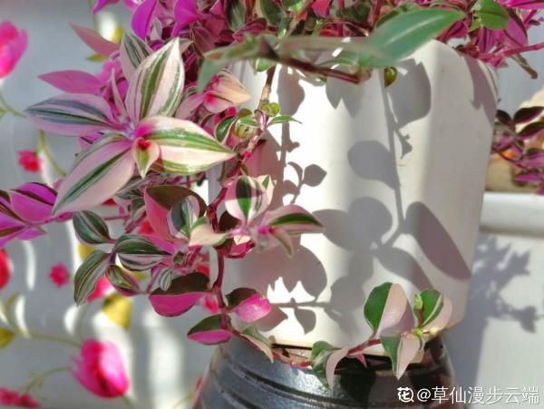 5種小眾花，家裡養一盆，屋裡立馬氣質變高階