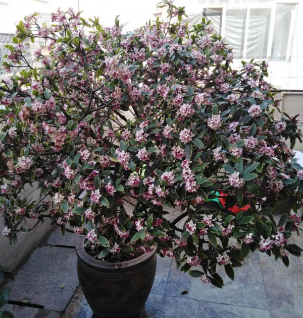 5種花，香氣濃郁，久聚不散，花一開“富貴滿家”