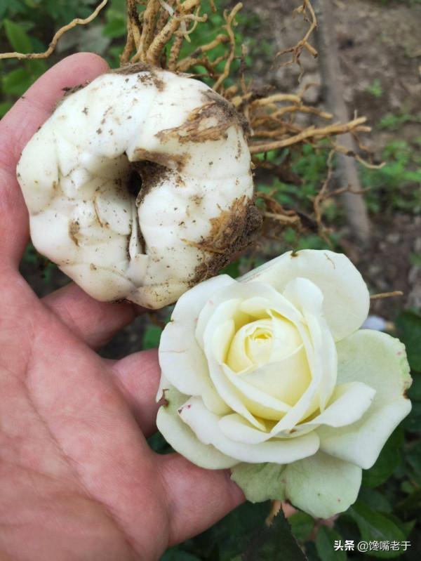 “秋吃白，冬吃黑”，秋天“多吃3白，少吃1黑”，養胃潤肺防秋燥