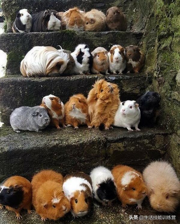 超治癒，50張可愛的寵物抓拍照片