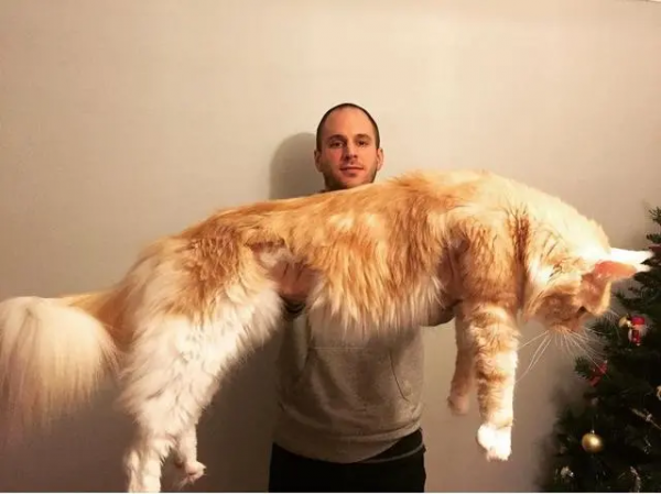 貓大十八變，來看看小眼緬因貓的蛻變史