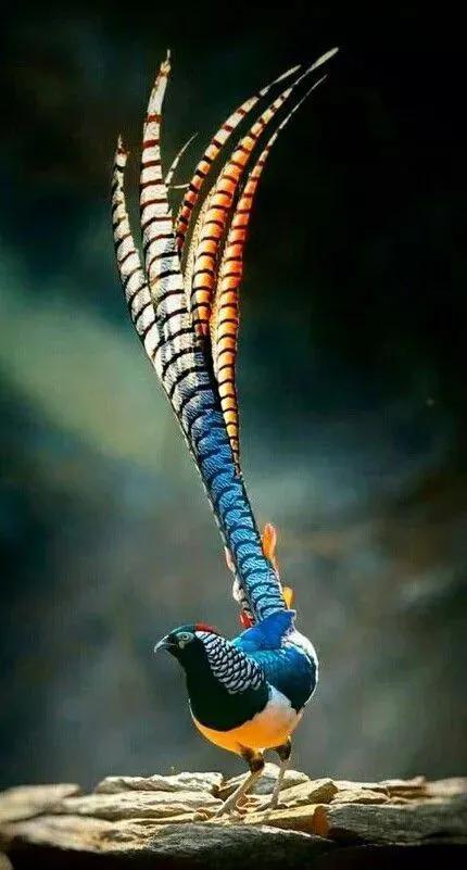 100幅美麗的鳥圖欣賞