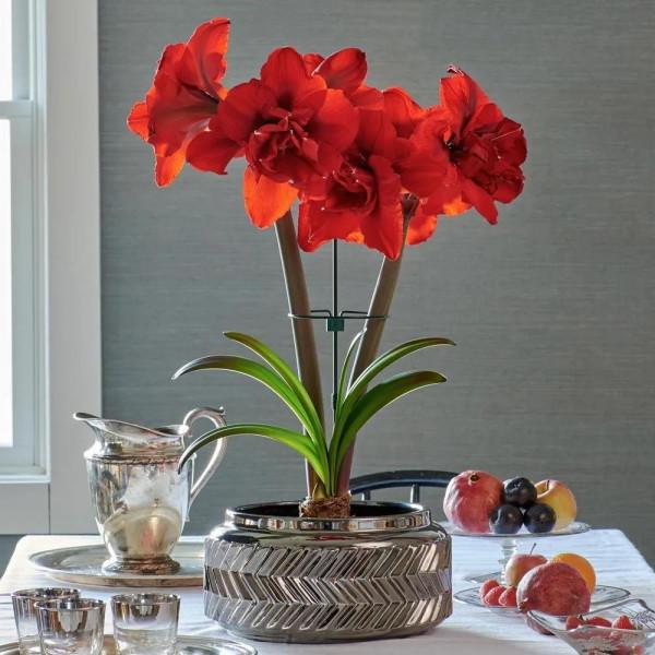 我的朱頂紅（三）