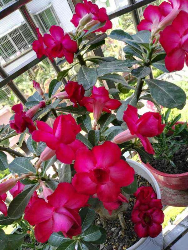 8月逛花市,看到3種花直接買回家,多曬太陽很快爆盆 8月逛花市,看到3種花直接買回家,多曬太陽很快爆盆