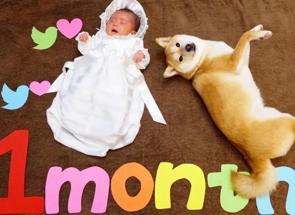 三胎家庭養了7年的柴犬：賣得了萌，帶得了娃，治癒又溫馨