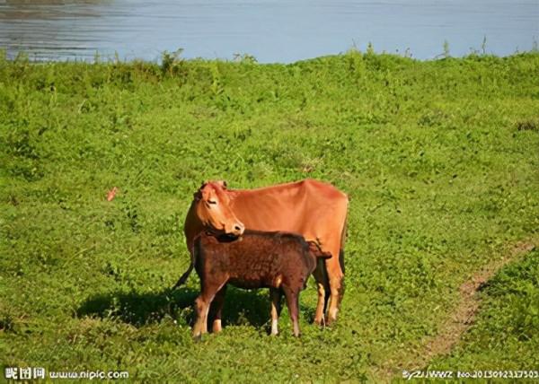 如何養牛犢可以更快增重，科學增重的秘籍值得收藏