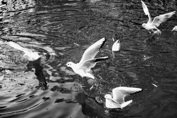 《冬日裡的鏡頭》之三：精靈鷗寶篇