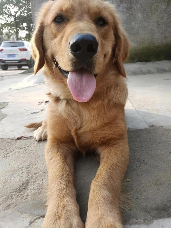 各位鏟屎官，請教一下你們是怎麼訓練狗狗定點大小便的？