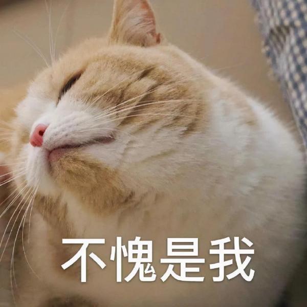 一隻貓擊退3只野狼,只為保護主人 一隻貓擊退3只野狼,只為保護主人