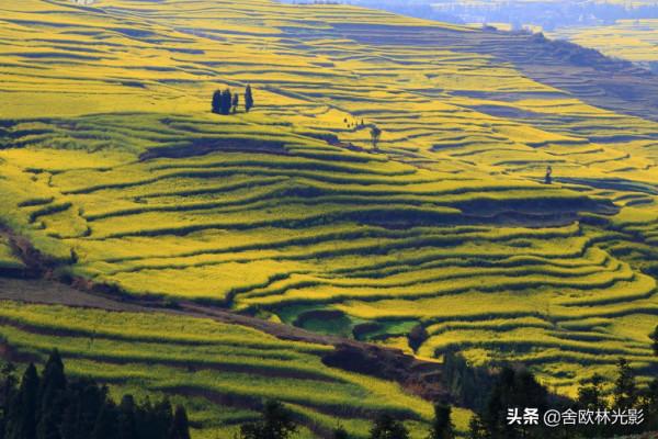 羅平馬街，一個把田地種成了風景畫的地方，山區賞花正當時哦