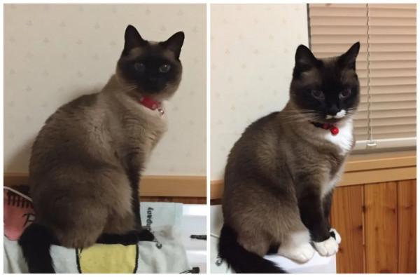 養暹羅就像在拆盲盒，拆著拆著…意外就發生了