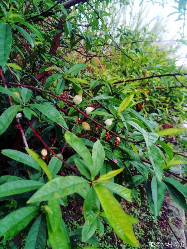 吃桃季,院子還沒種桃樹的看過來,純天然無公害 吃桃季,院子還沒種桃樹的看過來,純天然無公害