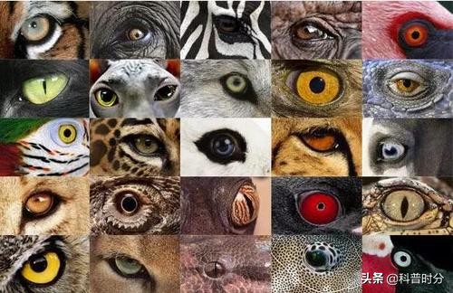 不同動物眼中的世界，看完你還相信我們看到的世界才是真實的嗎？