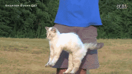 為什麼貓摔不死？