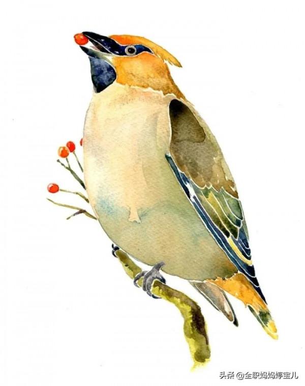 分享——栩栩如生的水彩鳥兒圖