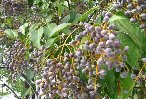 農村樹上這種“野葡萄”，它的作用可跟葡萄卻不一樣，你見過嗎？