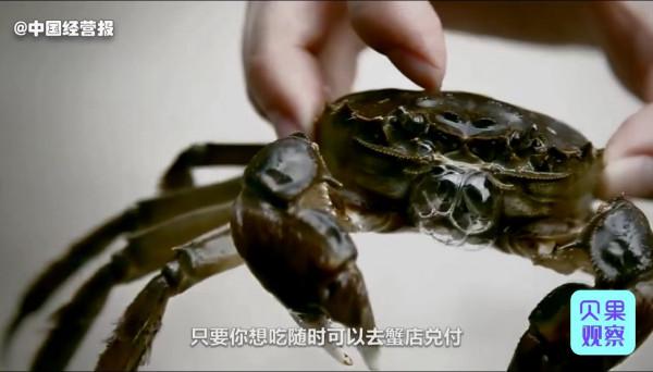 一隻沒賣也能淨賺100元!螃蟹被證券化,為啥仍受歡迎? 一隻沒賣也能淨賺100元!螃蟹被證券化,為啥仍受歡迎?