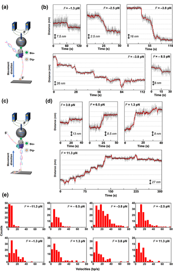 DNA聚合酶分子馬達精確動態工作機理研究獲進展