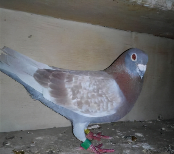 賽鴿:種養訓的一些建議 賽鴿:種養訓的一些建議