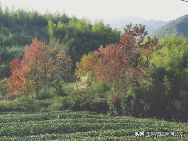詩詞｜袁枚很有哲理的一首詩，語言清麗，影響後世二百年