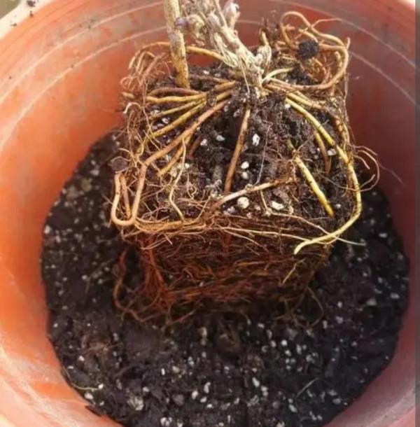 5種花會有“假死現象”，枝葉枯萎也別扔，還能再次生長開花