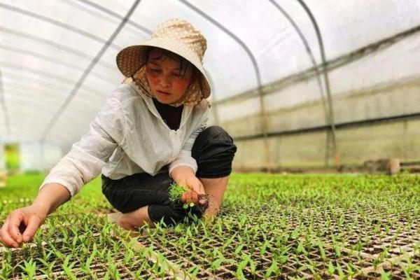 茄子、辣椒秧，什麼時候培育最佳？要根據民間的24節氣諺語嗎？