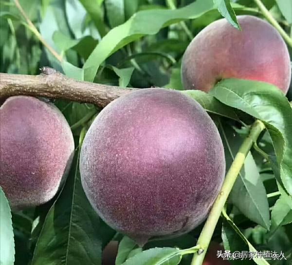 這種果樹，適合種在自家庭院裡，耐寒耐旱易養活，產量還很高